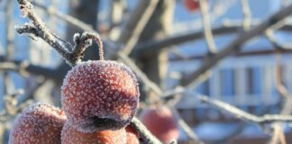 Погода на начало недели: Ожидаются заморозки и мокрый снег - прогноз синоптиков - today.ua
