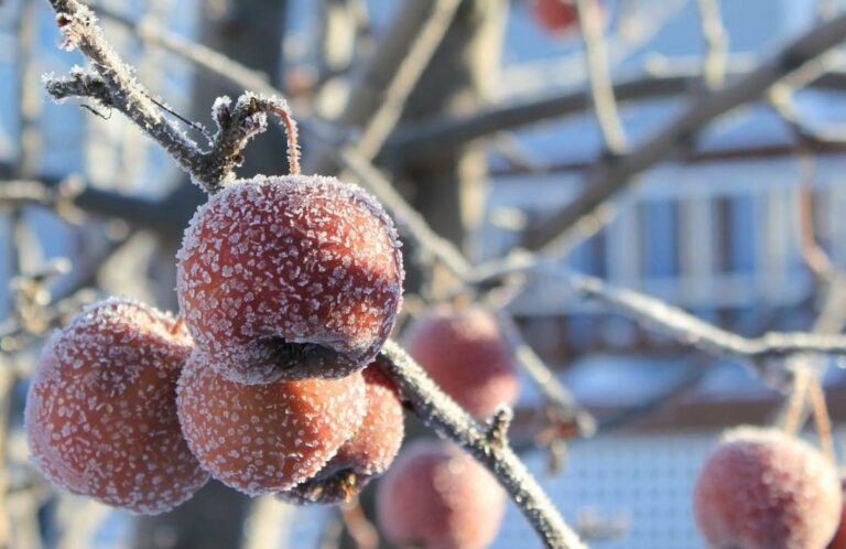 Погода на початок тижня: Очікуються заморозки і мокрий сніг - прогноз синоптиків - today.ua