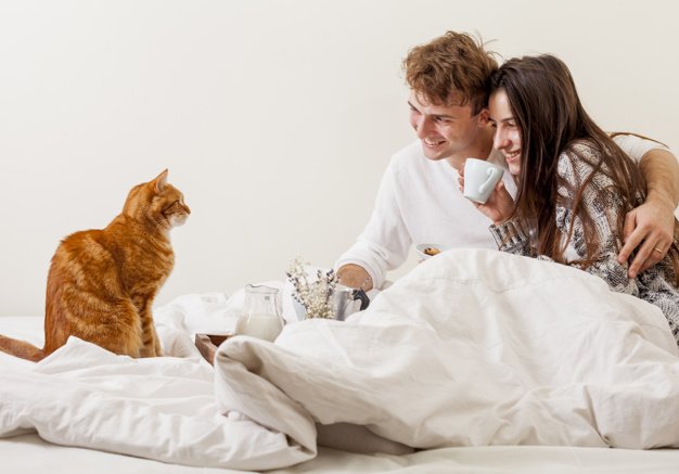 Езотерик назвав породи котів, які допомагають налагодити сімейні відносини