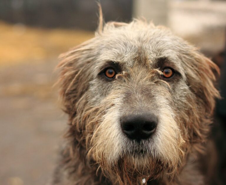 ТОП-5 порід собак, які живуть менше 10 років - today.ua
