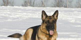 ТОП-5 лучших пород собак для охраны - today.ua