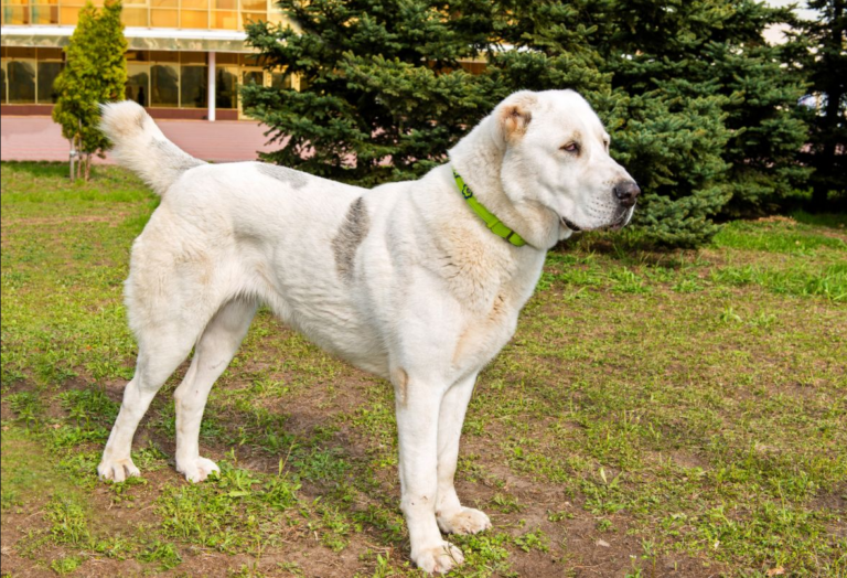ТОП-5 вірних порід собак, які слухаються тільки господаря - today.ua
