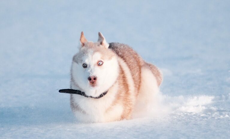 ТОП-5 пород собак, которые любят снег - today.ua