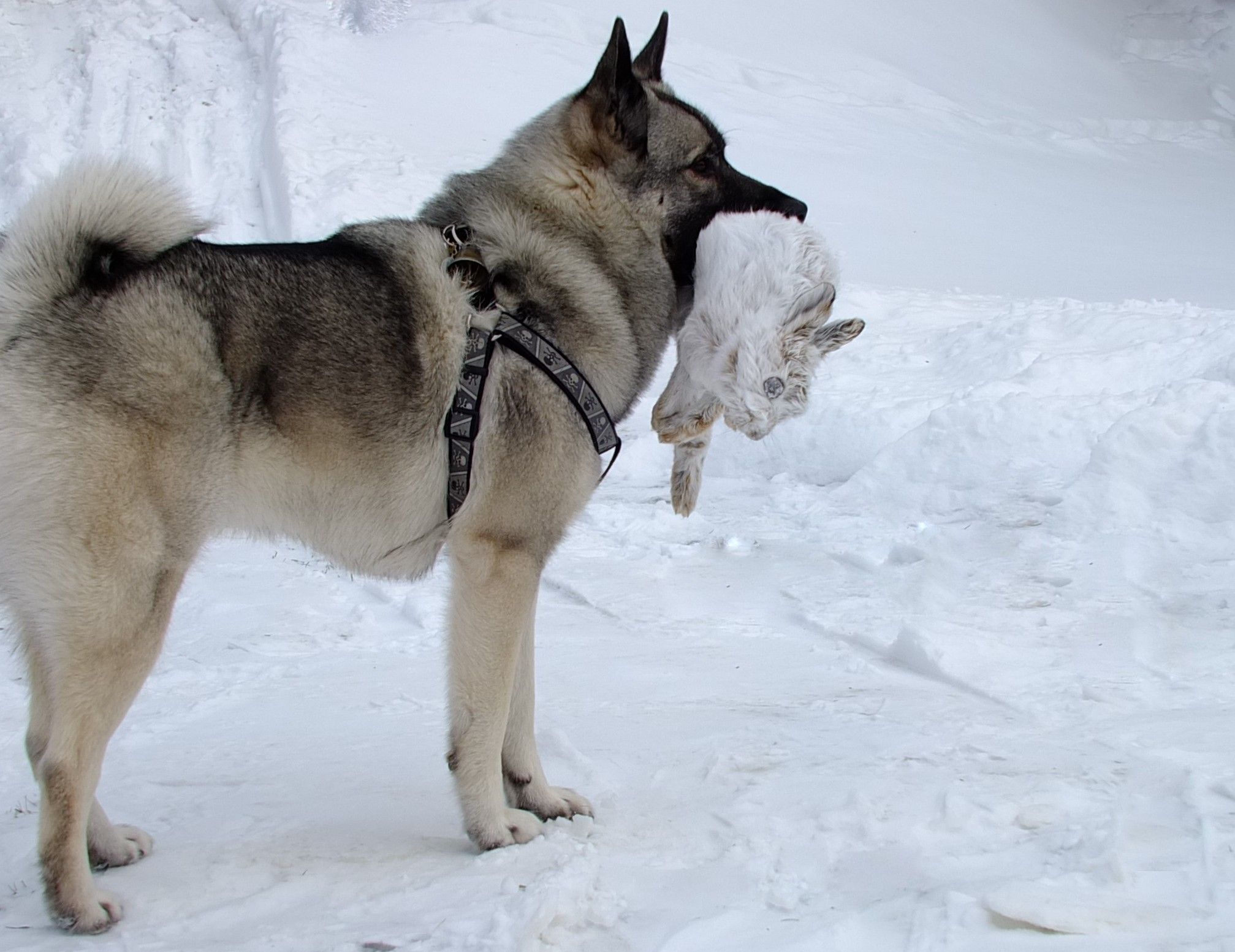 ТОП-5 порід собак, що обожнюють сніг