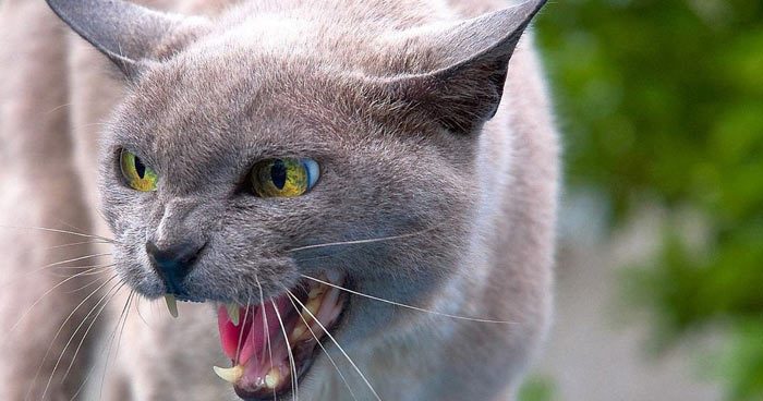 ТОП-3 породи котів, які поводяться агресивніше собак  - today.ua