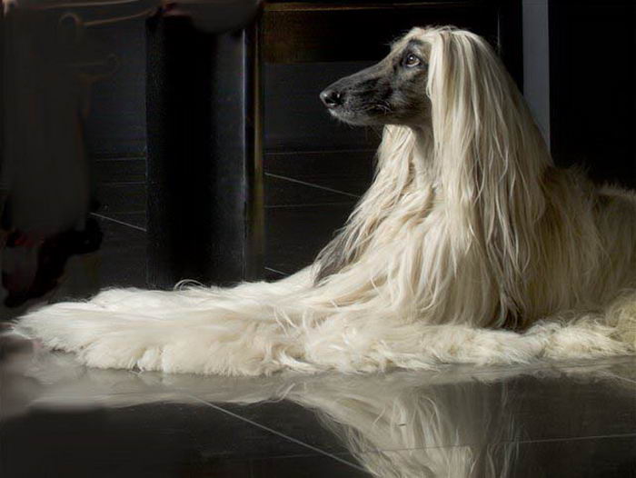 ТОП-5 найшвидших собак у світі