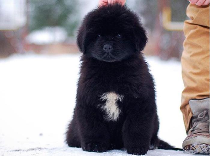 ТОП-5 порід собак, що обожнюють сніг