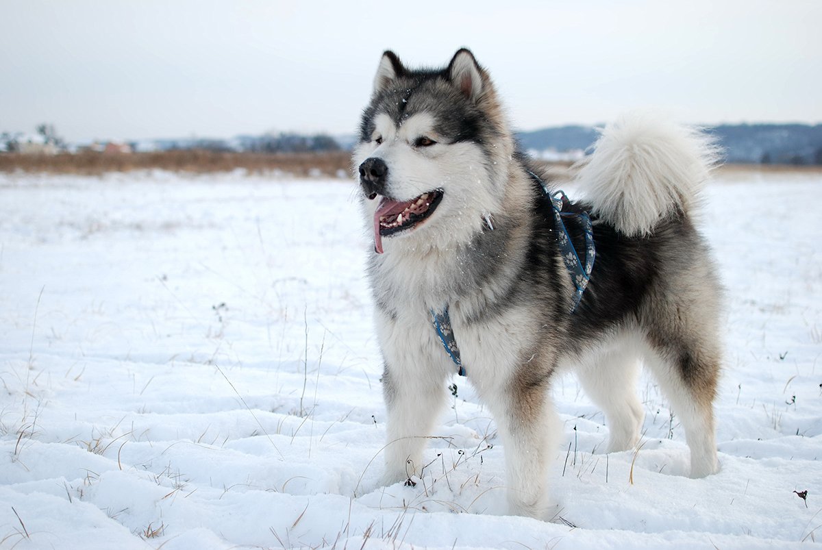 ТОП-5 пород собак, которые любят снег