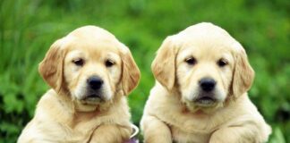 ТОП-5 самых популярных пород собак в мире - today.ua
