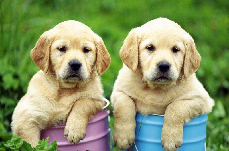 ТОП-5 самых популярных пород собак в мире