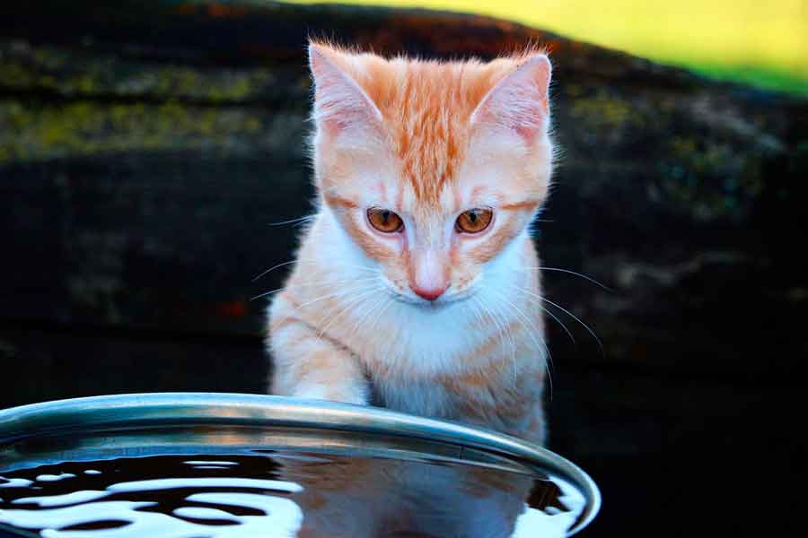 ТОП-3 пород кошек, которые любят купаться в воде