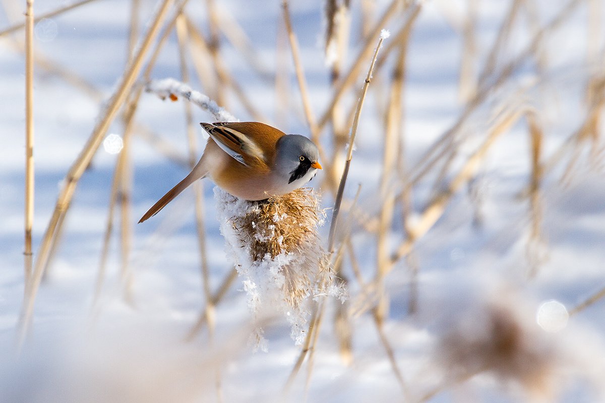 10 января: какой сегодня праздник, и почему нужно есть мясо