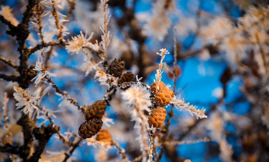 Зима придет в марте: синоптики напугали резким изменением прогноза погоды