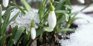 Аномальный февраль: синоптик озвучил прогноз погоды на ближайший месяц   - today.ua