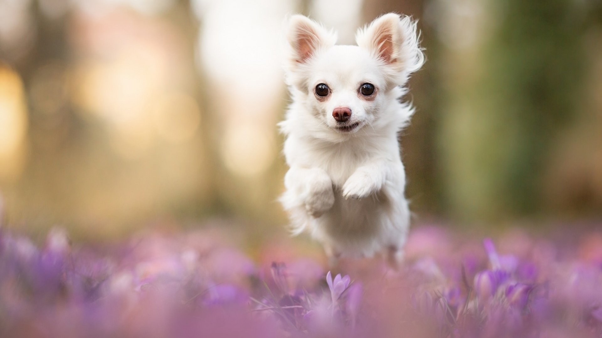 Породы собак для каждого знака Зодиака: как правильно выбрать - today.ua