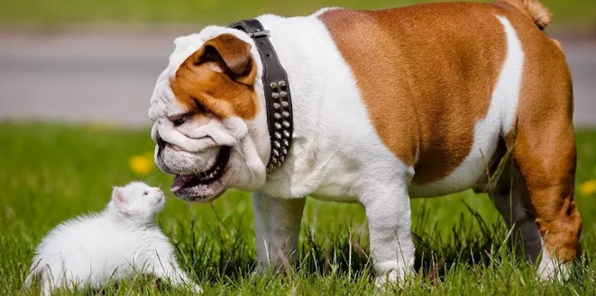 ТОП-5 самых слюнявых собак