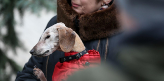 В Киеве зарегистрировали старейшую собаку Украины (фото) - today.ua