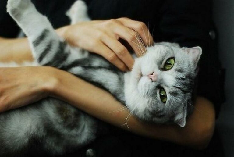 ТОП-3 порід кішок, які лікують від хвороб  - today.ua