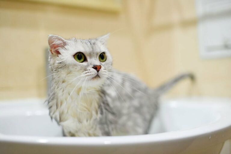 ТОП-3 пород кошек, которые любят купаться в воде - today.ua
