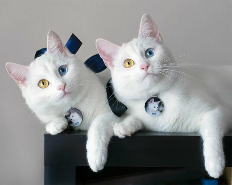 Езотерики розповіли про особливості породи білих котів  - today.ua