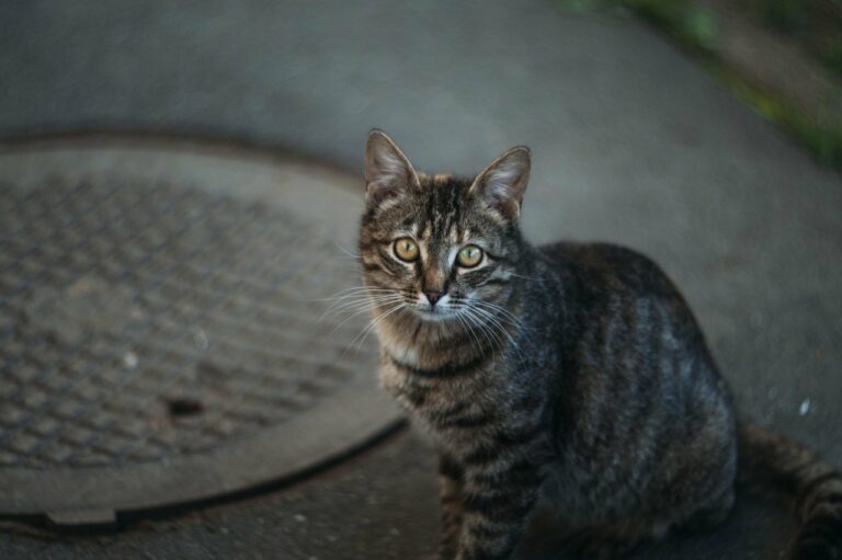 Эзотерик рассказал, почему очень хорошо приютить котенка с улицы - today.ua