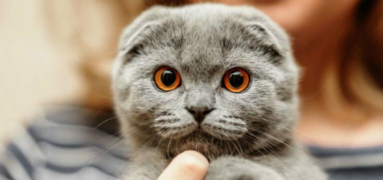Езотерик назвав породу котів, яка врятує від самотності - today.ua