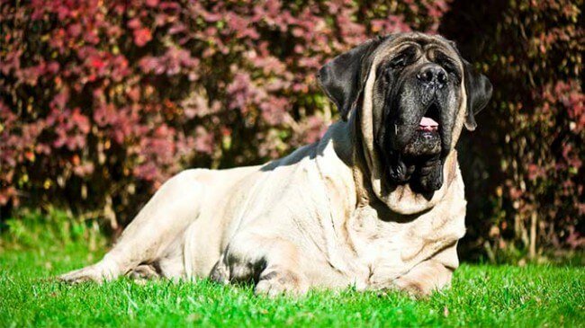 ТОП-5 гігантських порід собак з поступливим характером
