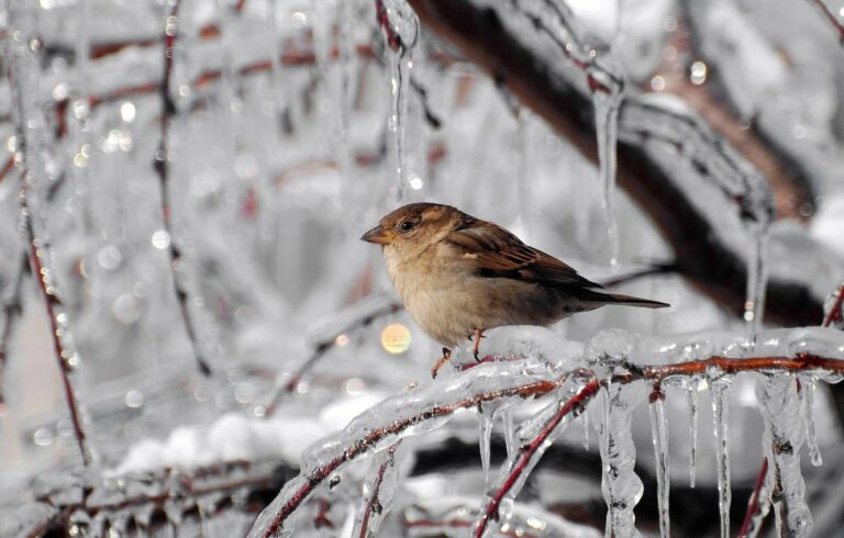 В Украине ударят морозы до -21 градуса: синоптики предупредили о волне похолодания перед Новым годом   - today.ua