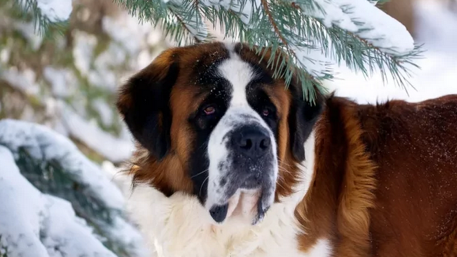ТОП-5 самых слюнявых собак - today.ua