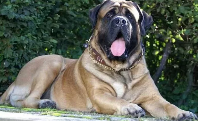 ТОП-5 самых слюнявых собак - today.ua