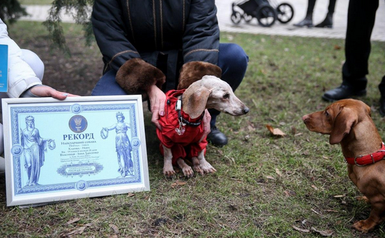 В Киеве зарегистрировали старейшую собаку Украины (фото) - today.ua