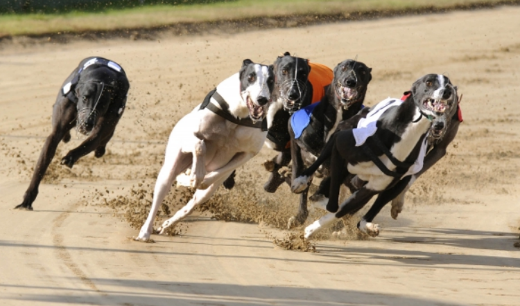 ТОП-5 самых быстрых собак в мире