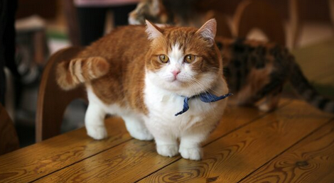 ТОП-5 уникальных коротколапых пород кошек - today.ua