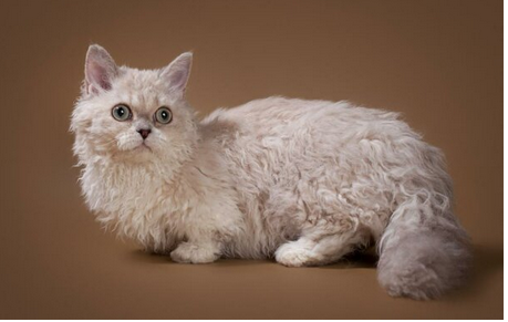 ТОП-5 уникальных коротколапых пород кошек - today.ua