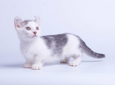 ТОП-5 уникальных коротколапых пород кошек - today.ua