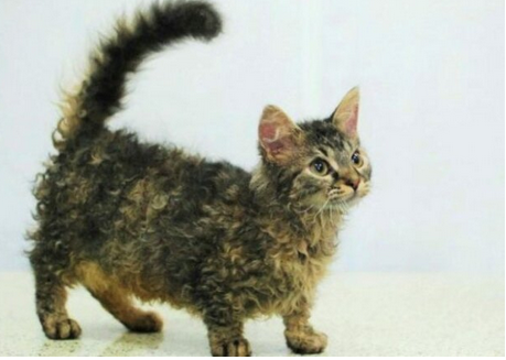 ТОП-5 уникальных коротколапых пород кошек - today.ua