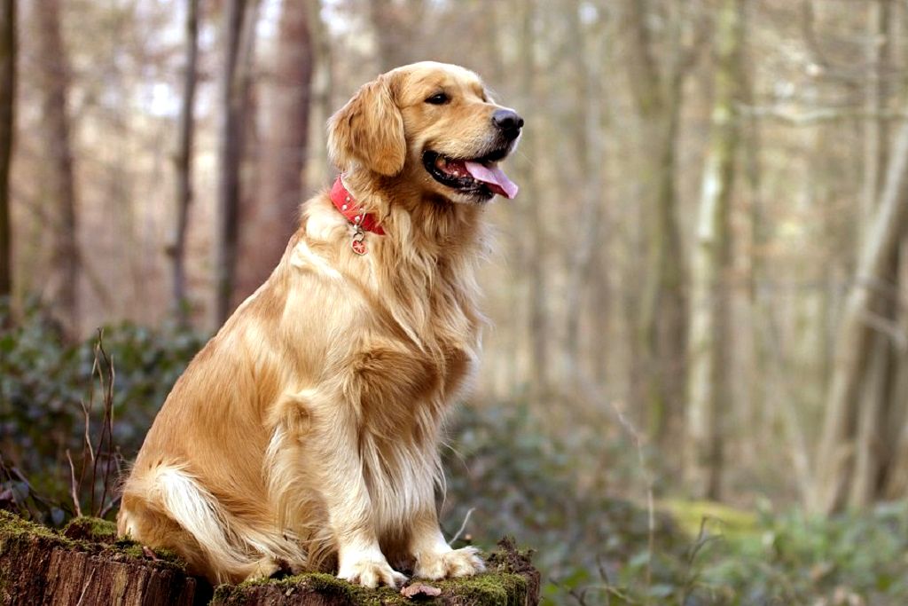ТОП-3 найбільш лагідних та уважних порід собак