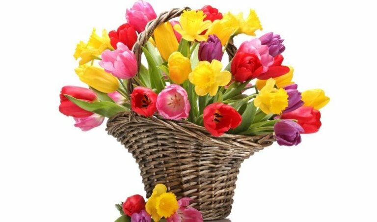«Букетный» этикет: какие цветы подарить на 8 Марта маме, жене и коллегам - today.ua