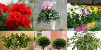 Езотерики назвали кімнатні рослини, які гарантують сімейне щастя - today.ua