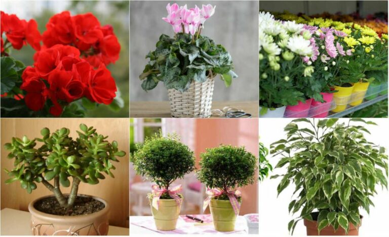 Езотерики назвали кімнатні рослини, які гарантують сімейне щастя - today.ua