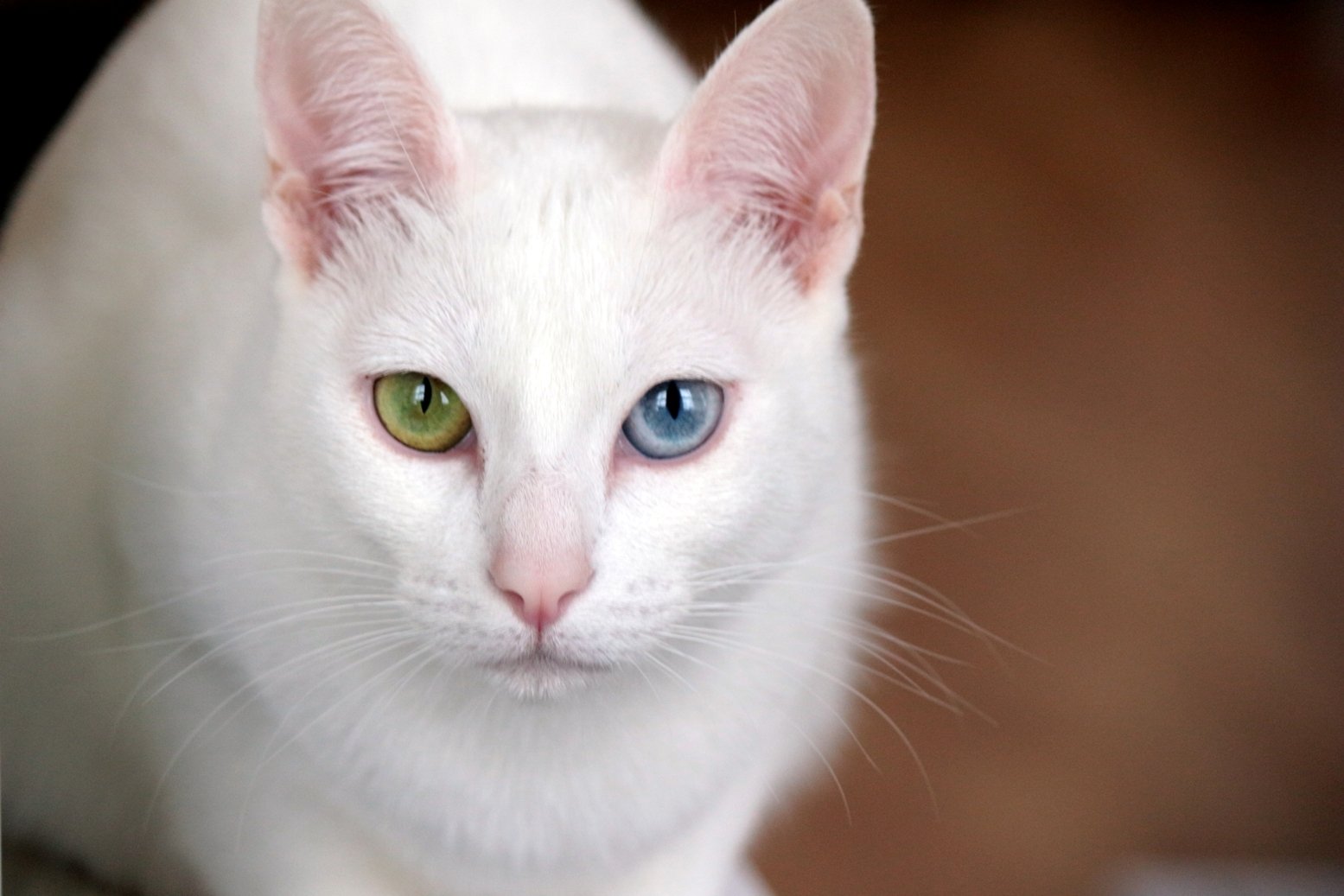 ТОП-5 пород кошек, которые приносят удачу и счастье в личной жизни  