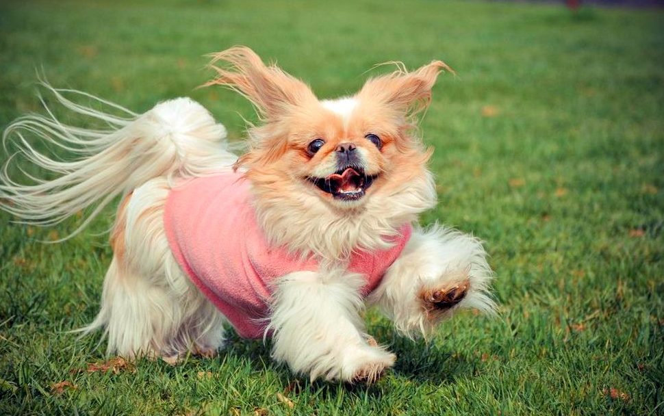 ТОП-5 самых популярных пород собак в 2020 году - today.ua