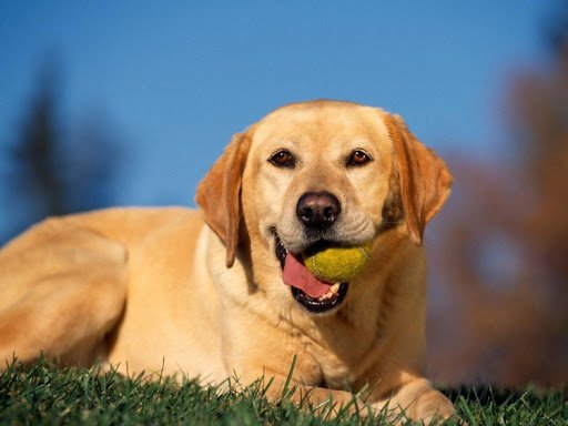 ТОП-3 породи собак, які врятують людину від депресії