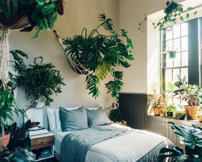 Кімнатні квіти для спальні: 5 рослин, що сприяють поліпшенню сну - today.ua