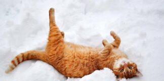 5 февраля: какой сегодня день и зачем наблюдать за котами - today.ua