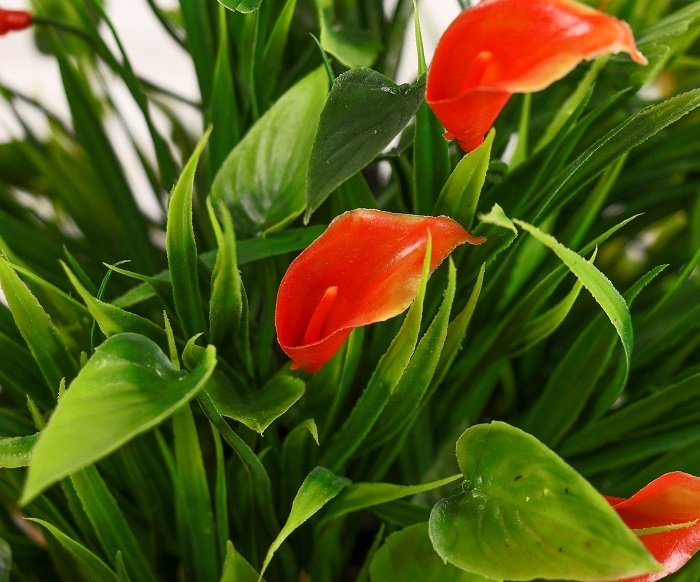 Комнатные цветы – враги богатства: какие растения приносят бедность в дом