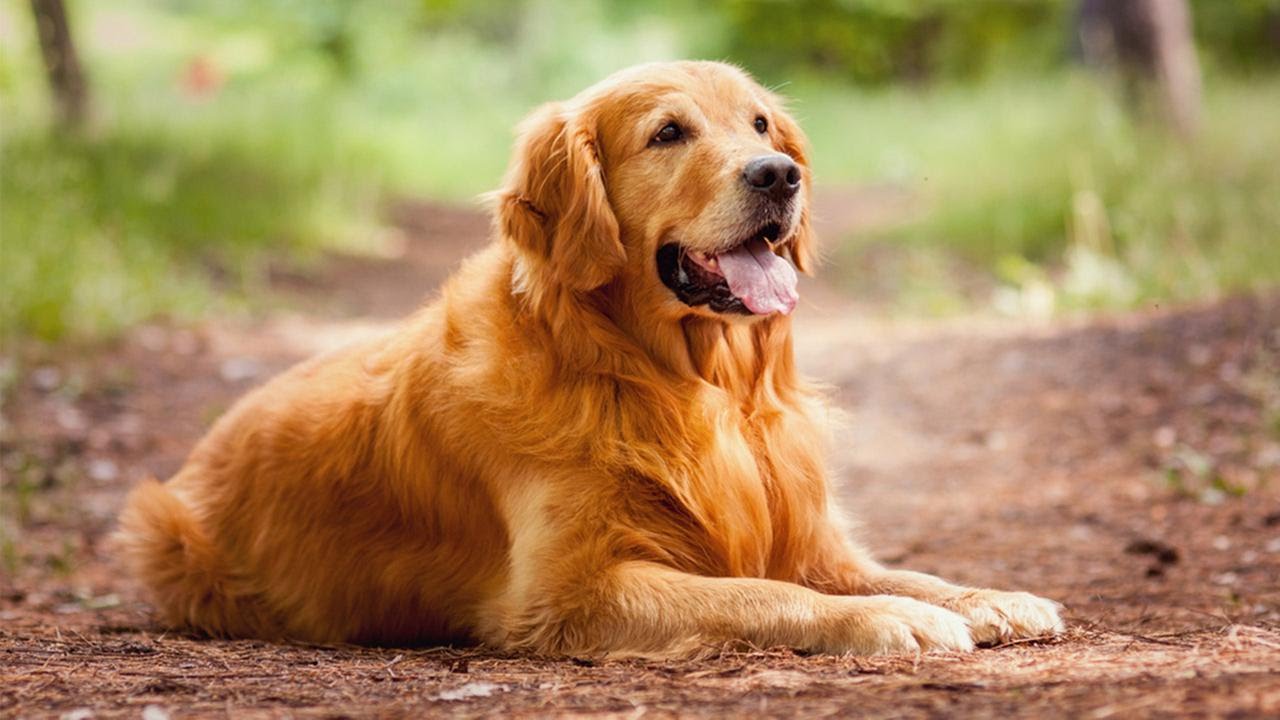 ТОП-5 самых простых в уходе пород собак