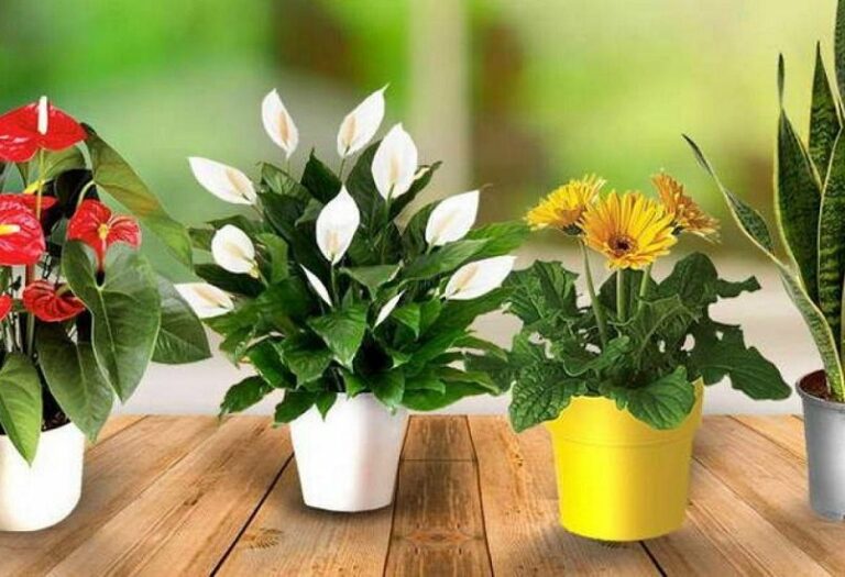 Топ-3 кімнатних рослин, які залучають в житло любов і сімейне щастя - today.ua