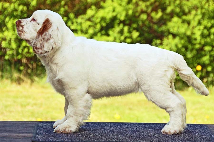 ТОП-5 найбільш “англійських“ собак у світі