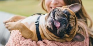 “Нахабство - друге щастя“: ТОП-3 породи собак, які можуть зіпсувати вам життя  - today.ua